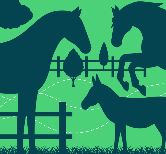 Horse and equine illustration