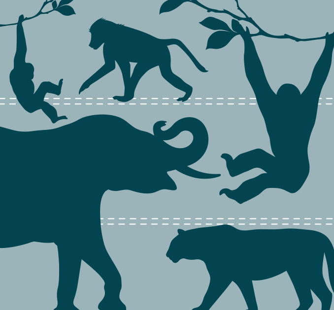 Exotic animals illustration