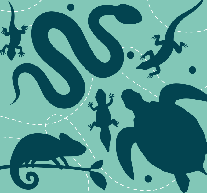 Reptiles illustration