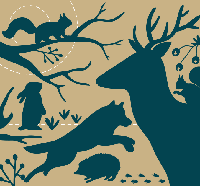 Woodland animals illustration